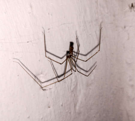 spider in Romania - close upの写真素材