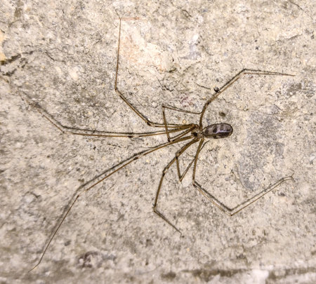 spider in Romania - close up
