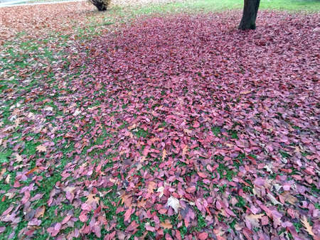 autumn leaves in the park - Romaniaの写真素材