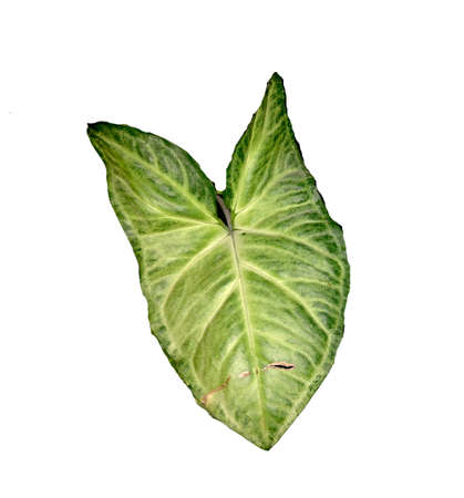 arrowhead vine (Syngonium podophyllum) plant isolated on whiteの写真素材