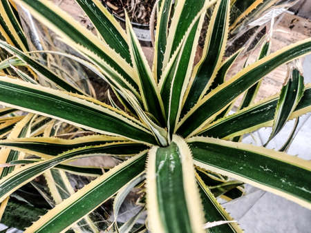 Agave americana plant - close upの写真素材