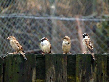 sparrows on a fence - birdsの写真素材