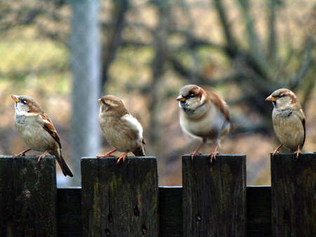 sparrows on a fence - birdsの写真素材