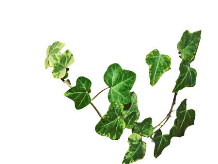 Hedera helix plant isolated on whiteの写真素材