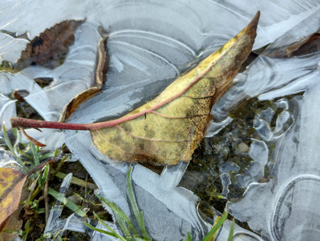 leaf on the ice in winter