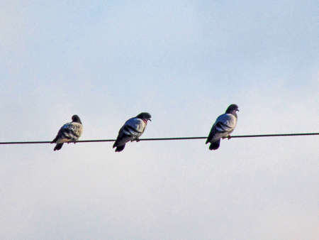 pigeons on an electric wireの写真素材