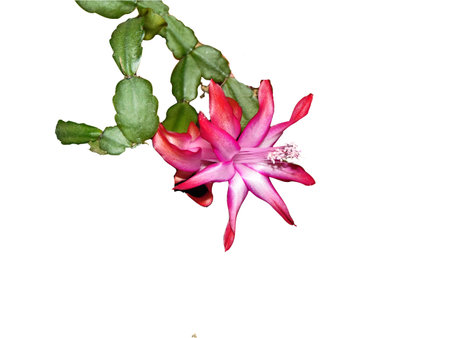 Christmas cactus flowering in a pot - Schlumbergera gaertneriの写真素材