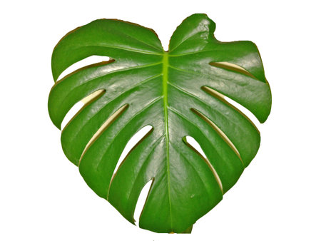 Monstera plant isolated on white background