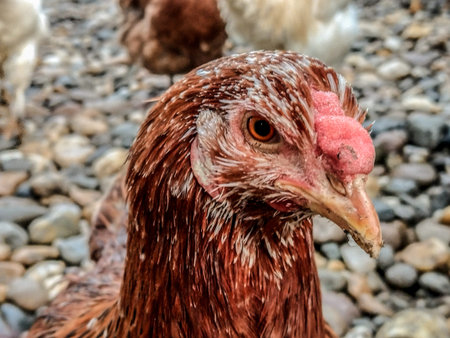 the head of a chicken