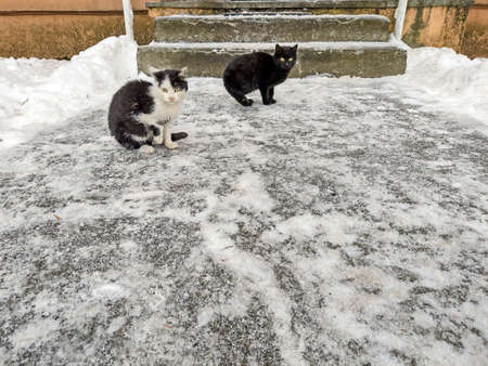 two cats in Romania in winterの写真素材