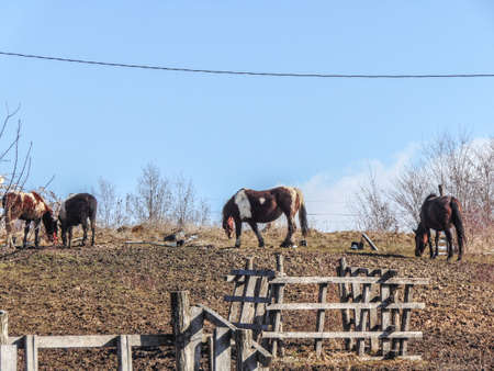 group of horses in Romania - animalsの写真素材