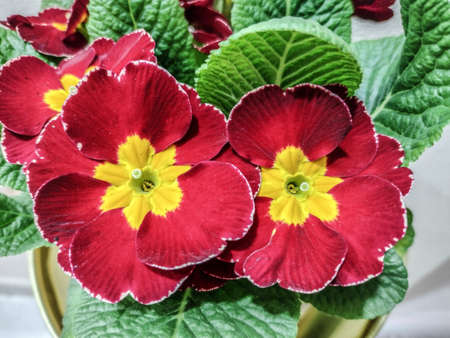Primrose flower in a pot - natureの写真素材