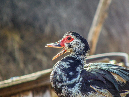 a duck at farm in Maramures, Romaniaの写真素材