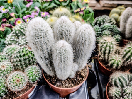 Silver Ball Cactus in the pot