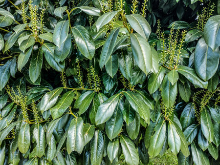 Cherry laurel (Prunus laurocerasus) tree in spring - Romaniaの写真素材
