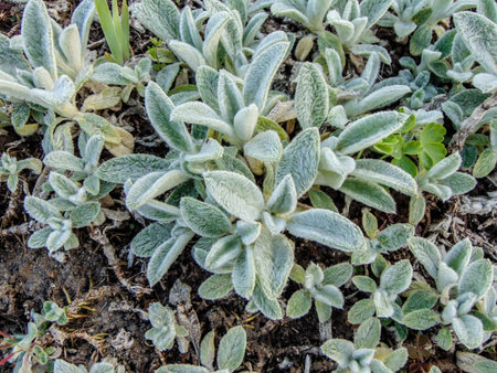 Lamb's-ear (Stachys byzantina) plant - closeup