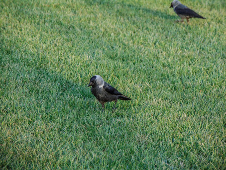 Jackdaw birds (Corvus monedula) in the grass