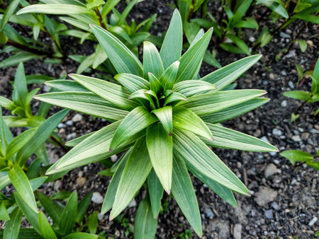 Tiger lily plant in the park