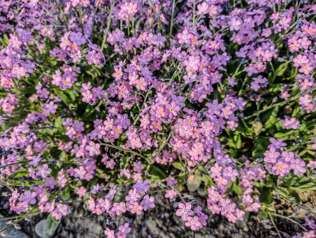 pink forget-me-not flower in the parkの写真素材