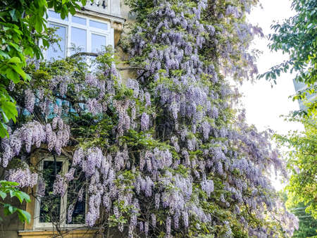 Chinese wisteria on a building in Baia Mare city, Romaniaの写真素材