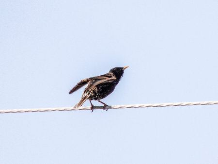 European starling on a power lineの写真素材