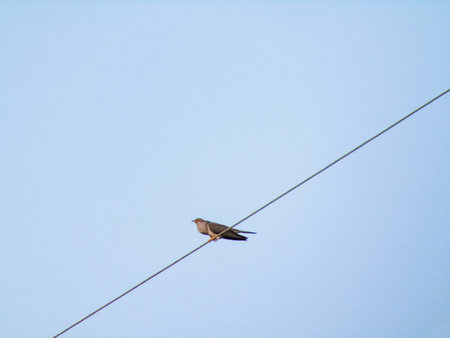 cuckoo bird on a power line in Romaniaの写真素材