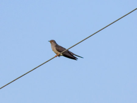 cuckoo bird on a power line in Romania