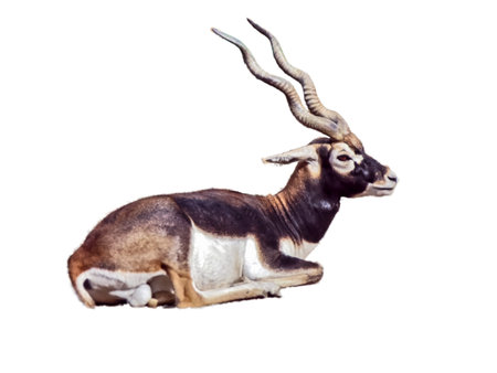 Antelope with spiral horns isolated on whiteの写真素材