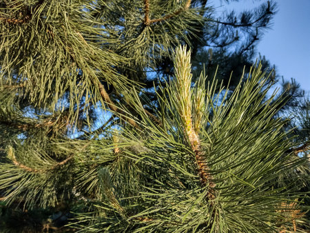 Ponderosa pine in Baia Mare city, Romania