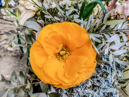 yellow poppy flower - closeup, macro