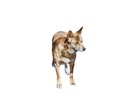 dingo dog isolated on white backgroundの写真素材