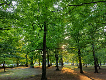 the sun behind some green trees in the parkの写真素材