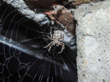 Araneus ventricosus spider on spider web during the nightの写真素材