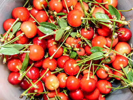 group of ripe cherries - fruitsの写真素材