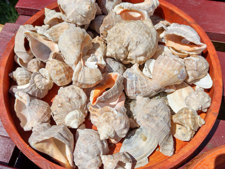 group of seashells - natural