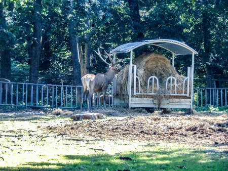 a deer is eating at the zooの写真素材