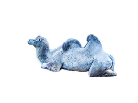 camel isolated on white backgroundの写真素材