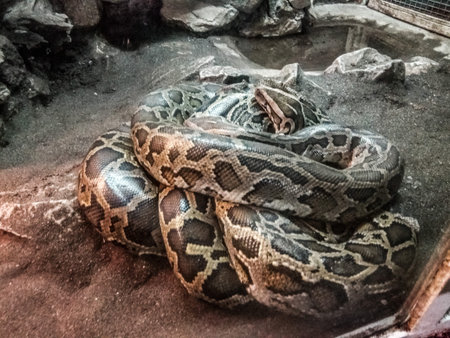 Python snake at zoo - closeup view