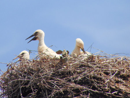storks in a nest in the summer - in Maramures county, Romania