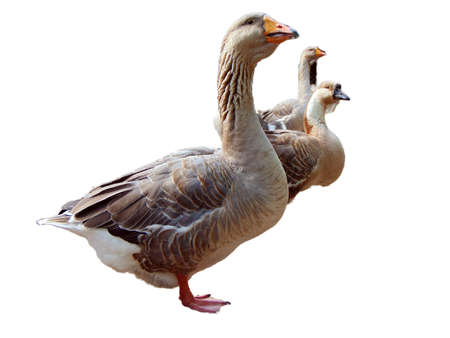 geese isolated on white backgroundの写真素材