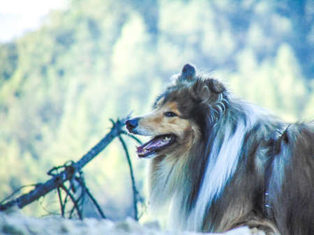 Collie dog in Romania - petの写真素材