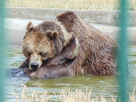 Brown bear in the water at zoo Oradea, Romaniaの写真素材