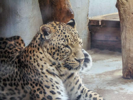 Leopard at zoo Oradea, Romania, Felineの写真素材