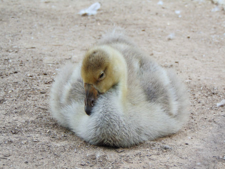 little Toulouse goose. Closeup view
