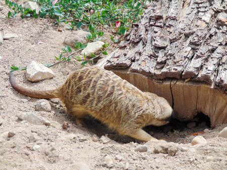meerkat at zoo Oradea, Romania