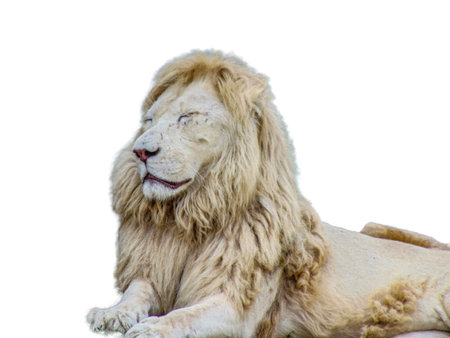lion isolated on white background