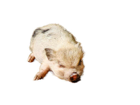 little Minnesota pig isolated on white backgroundの写真素材