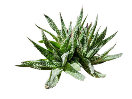 Lace aloe plant isolated on whiteの写真素材