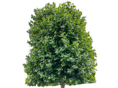 Plane tree isolated on white background. Platanus occidentalisの写真素材