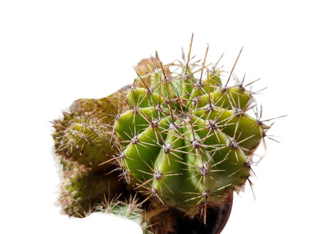 Lemon Barrel Cactus. Closeup view